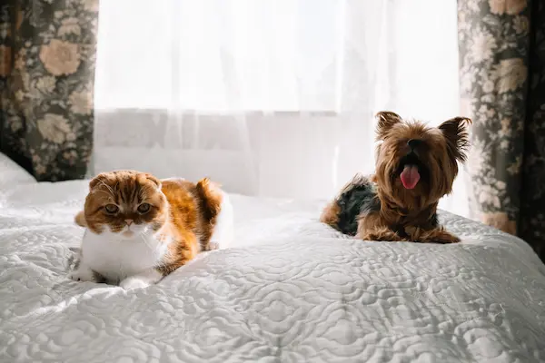 are yorkies good with cats