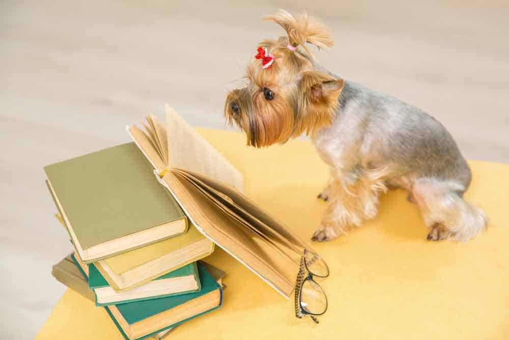 are yorkies smart?