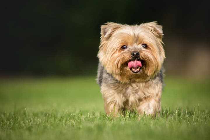 best detangler for Yorkies