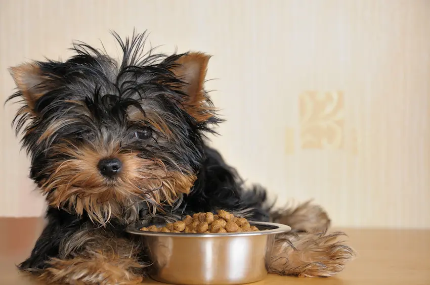 best dog bowls for yorkies