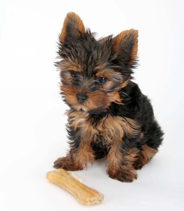 Bringing home a Yorkshire Terrier puppy