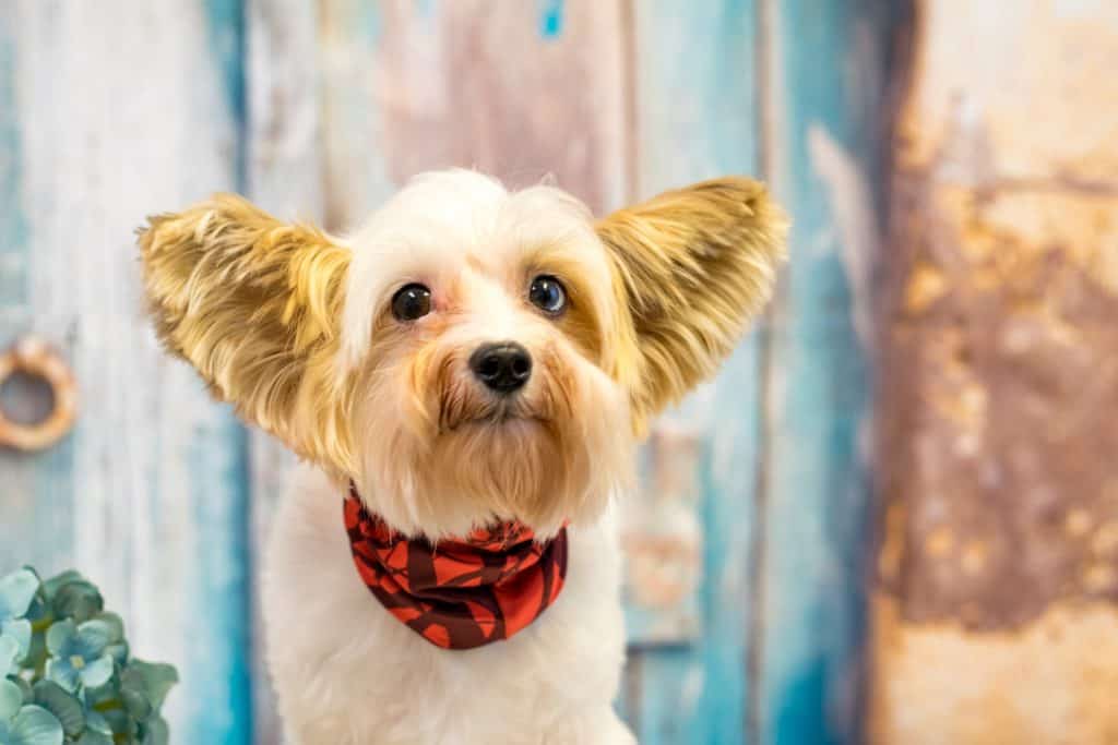 can Yorkies be service dogs