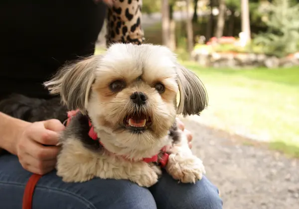 Differences between a Morkie and a Yorkie: Morkie Lap Dog