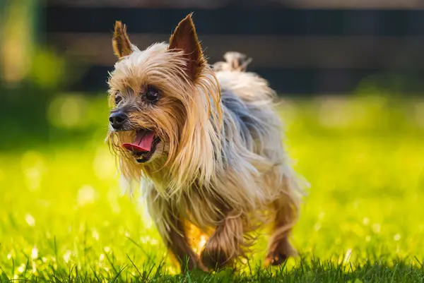 Automatic ball launcher for small dogs and Yorkies