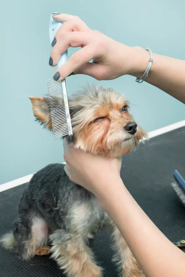 how to clean yorkies ears