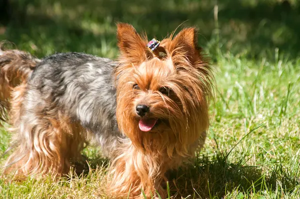 10 reasons Yorkshire Terriers are the ideal family pet