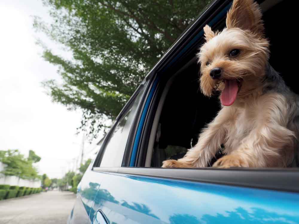 Travel Tips For Yorkies