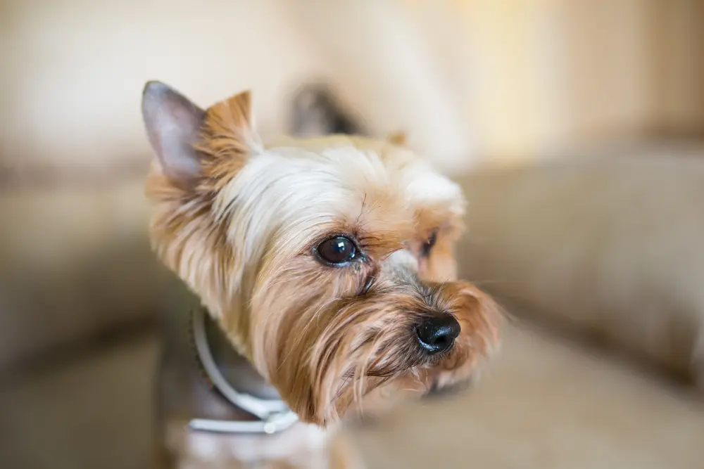 How to clean Yorkies' eyes