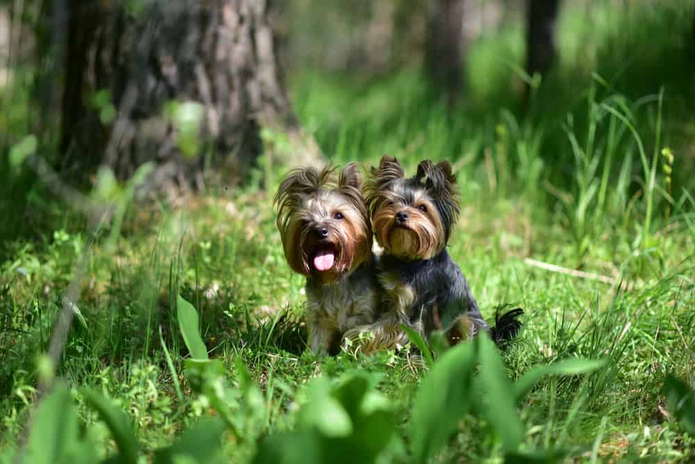 Yorkie breeding