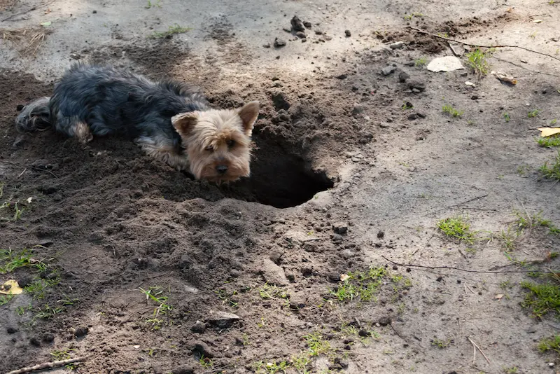 yorkie digging