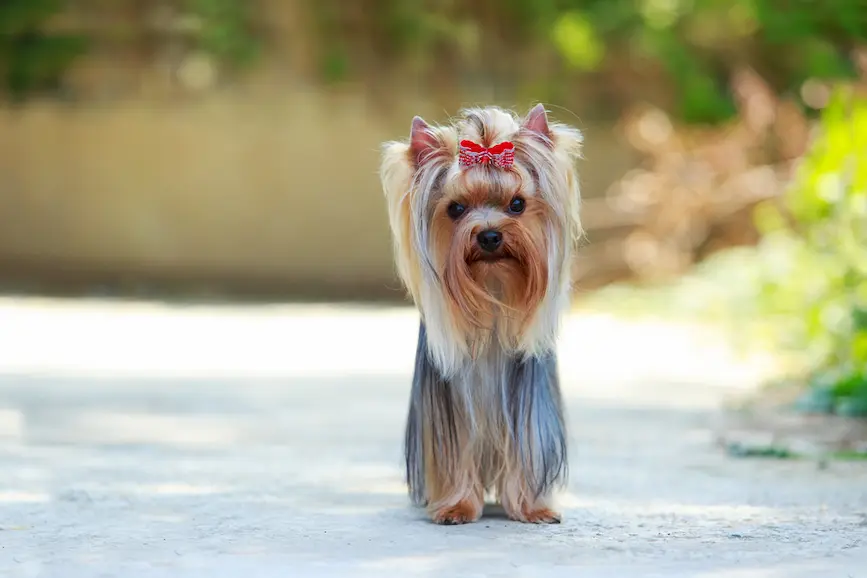 yorkie hair bows