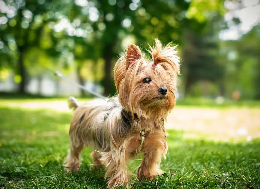yorkshire terrier facts