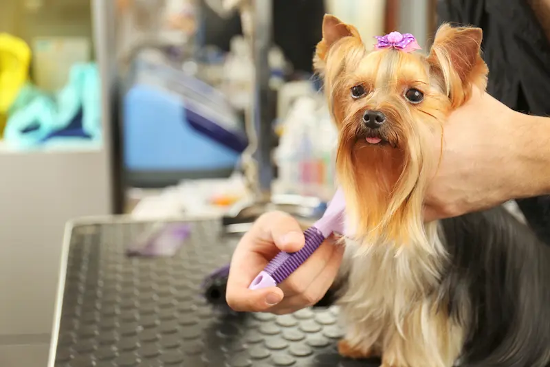 yorkshire terrier grooming tips
