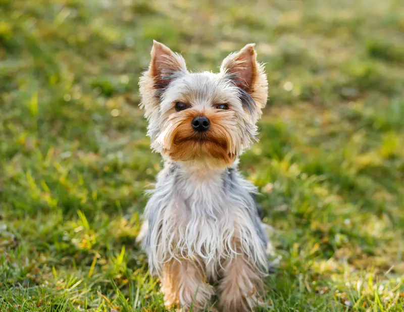 Yorkshire Terrier Health Supplements