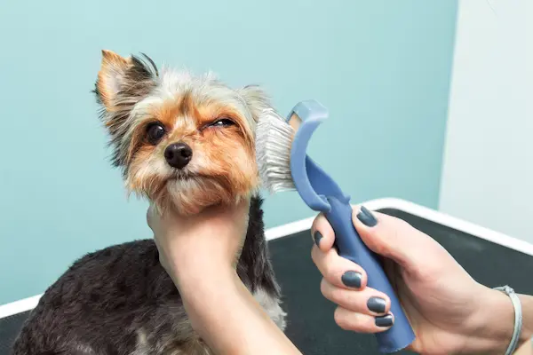 Brushing and Combing a Yorkie