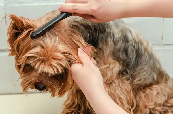How To Groom a Yorkie With Matted Hair
