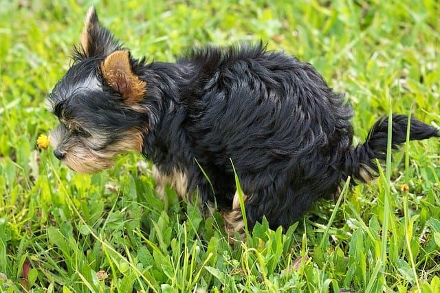 are yorkies easy to potty train
