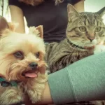 are yorkshire terriers good with cats