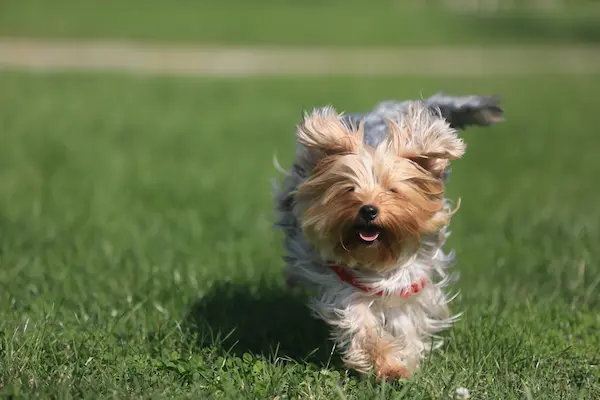 exercise for yorkies