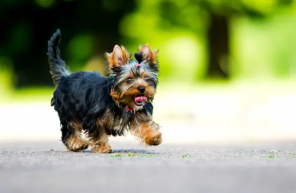 exercise routine for yorkies