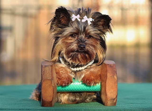 how much exercise does a yorkie need