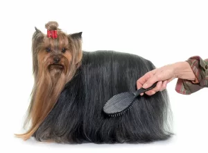 brushing a long haired yorkie