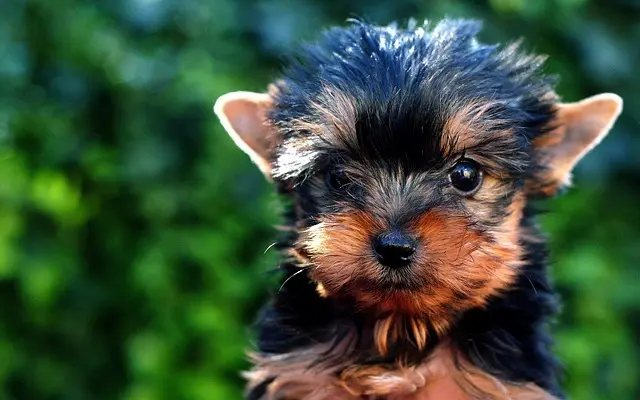 Dietary Requirements of a Teacup Yorkie