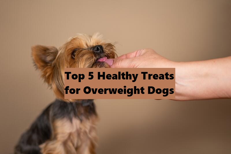 Top 5 Healthy Treats for Overweight Yorkie Dogs