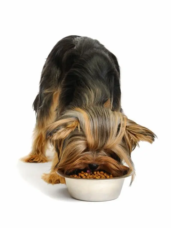 diet for older teacup yorkies