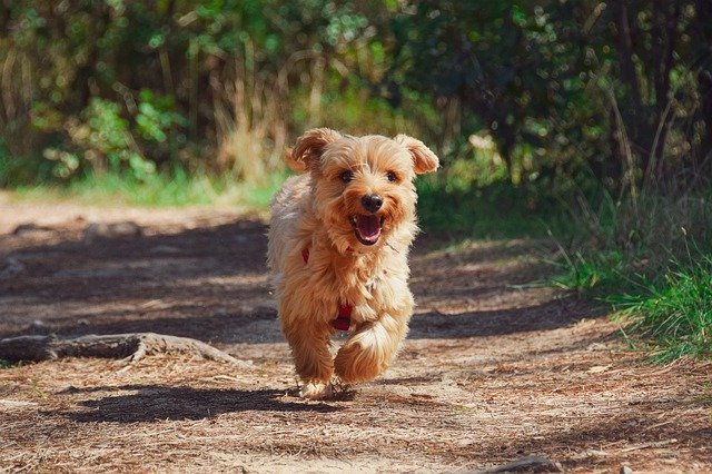 Yorkie puppy running