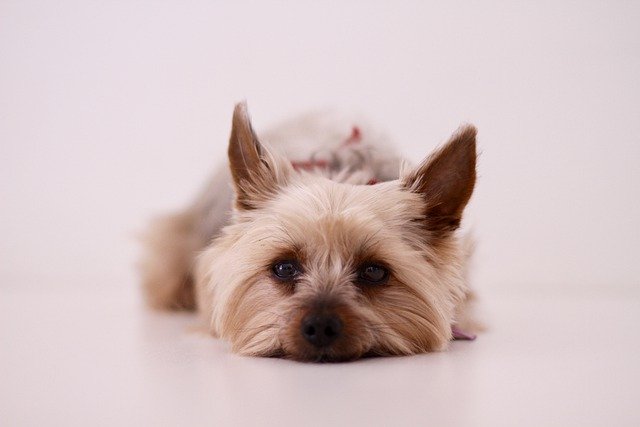 Yorkie puppy