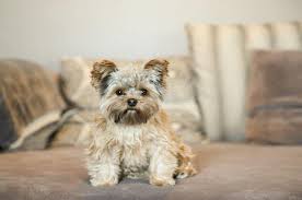 Top 5 Healthy Treats for Overweight Yorkie Dogs