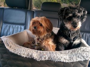 best dog companion for a Yorkie