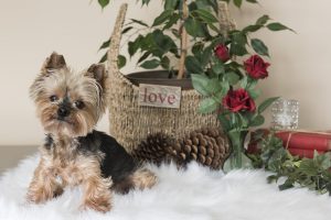 Teacup Yorkie