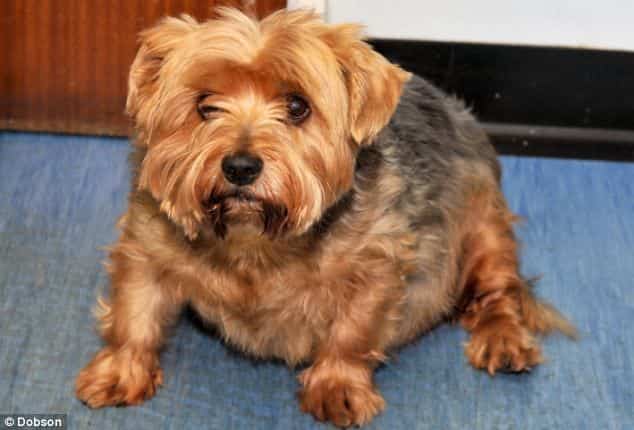 top 5 treats for overweight yorkies