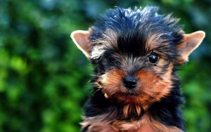 Teacup Yorkie