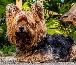 yorkie with tangled hair