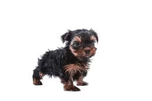 yorkie with wiry hair