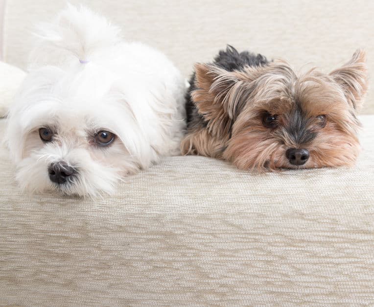 what dog will work best with my yorkie