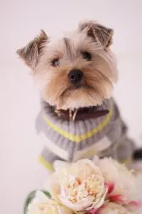 yorkshire terrier feeding