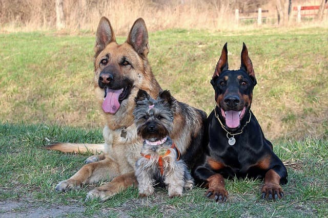 Yorkie and German Shepherd