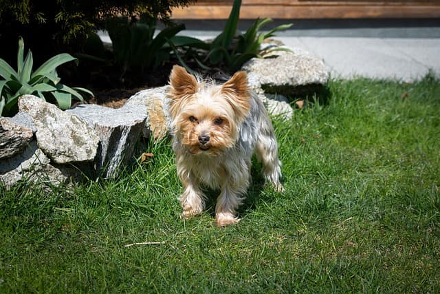 Yorkshire Terrier on grass