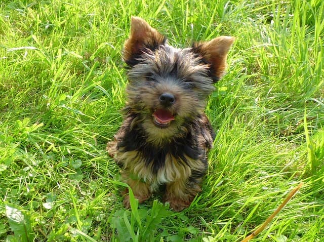 Do Yorkies shed