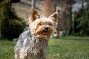 yorkie looking for companion