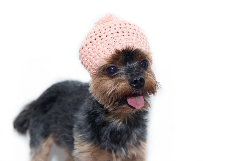 Do Yorkies Shed? Discover This Adorable Breed