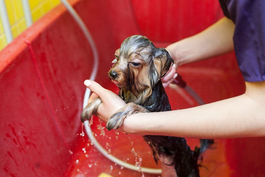 Best Shampoo and Conditioner for Yorkies Our Top 10 Picks!