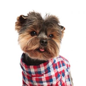 yorkie clothes plaid jacket 1