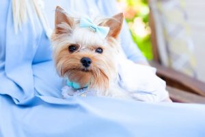 yorkie clothes princess