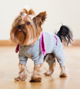 yorkie clothes pullover