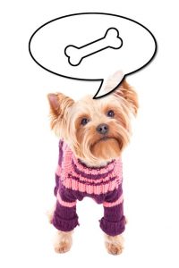 yorkie clothes sweater